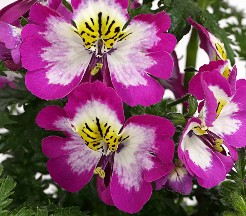 Dehner Sommerblumen > Bauernorchidee, verschiedene Farben