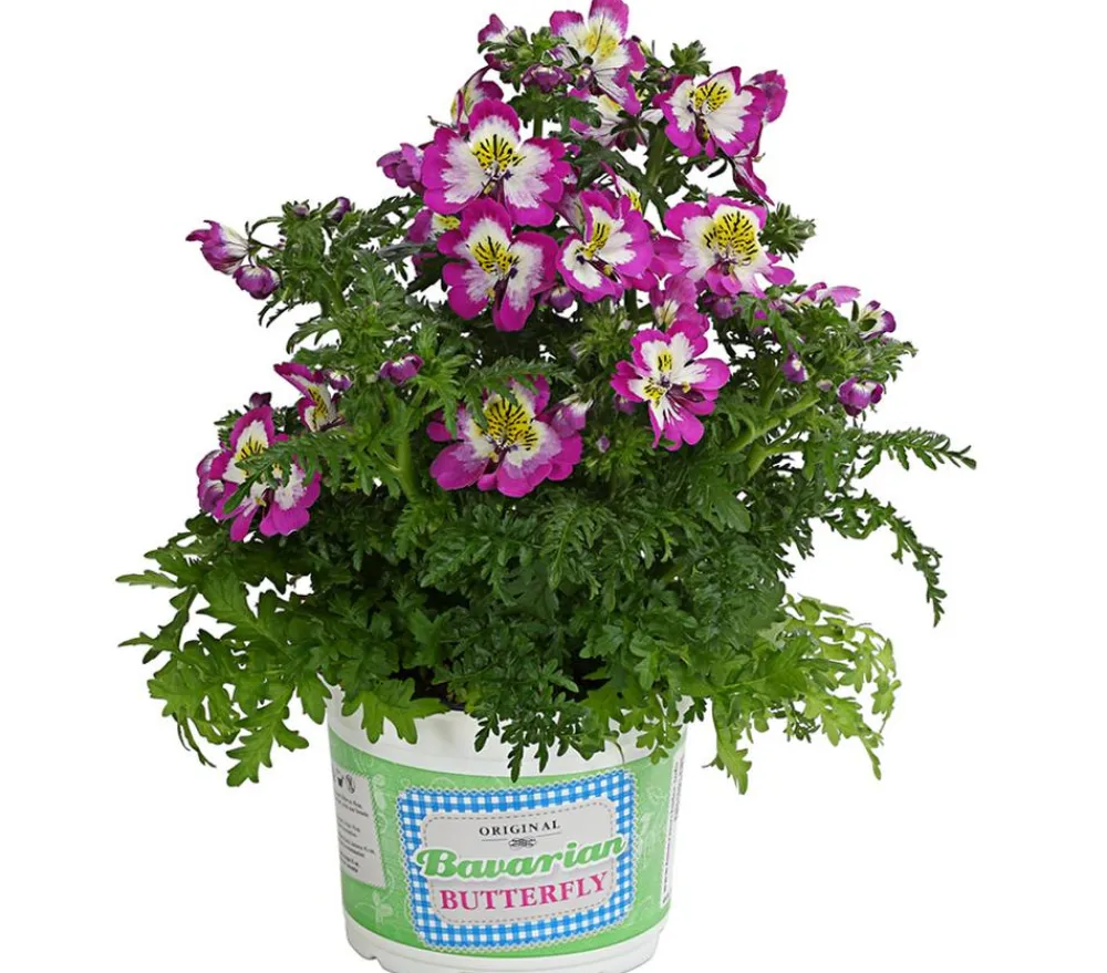 Dehner Sommerblumen > Bauernorchidee, verschiedene Farben