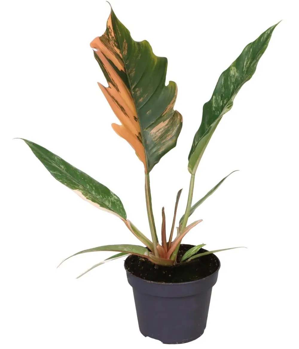 Dehner Baumfreund - Philodendron 'Caramel Marble' Outlet
