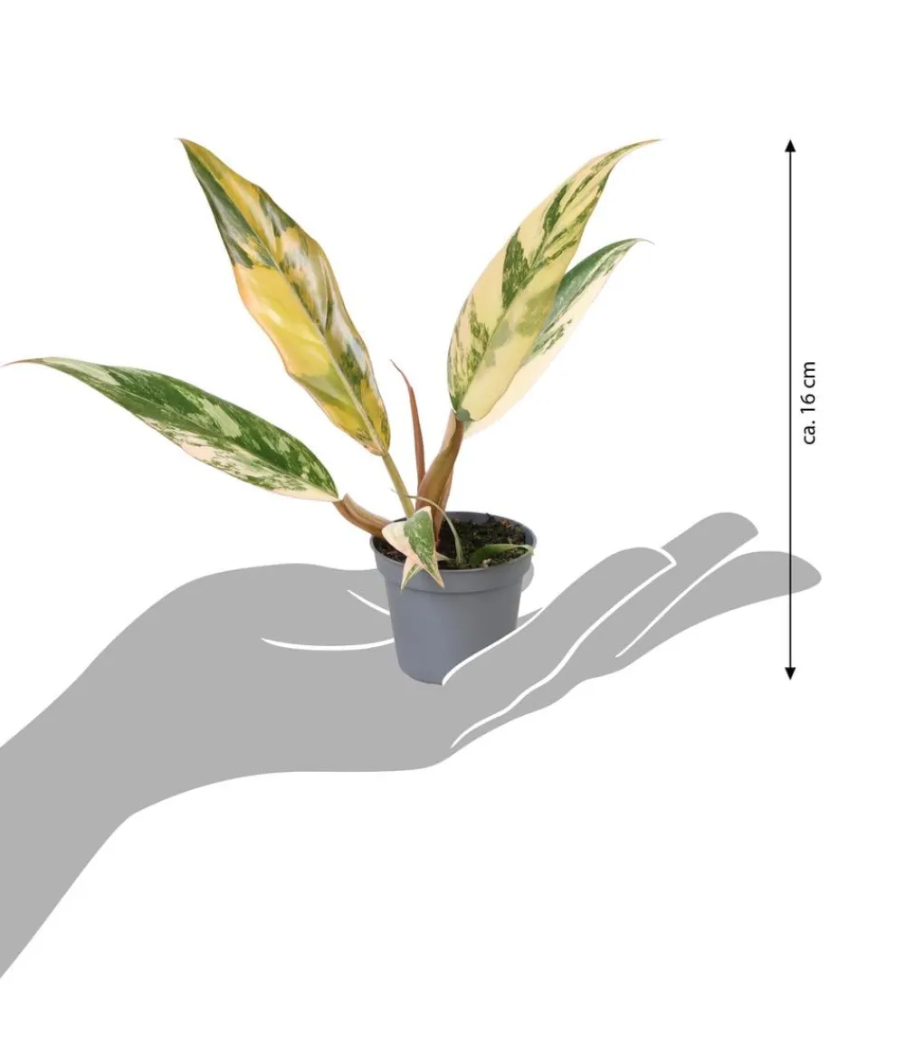 Dehner Raritäten|Grünpflanzen - Baumfreund - Philodendron 'Caramel Marble'