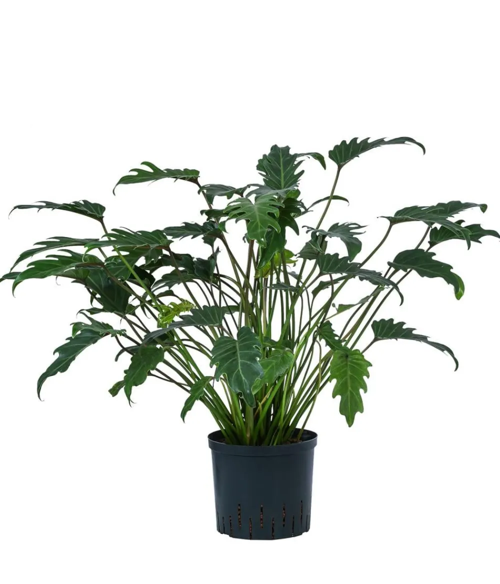 Dehner Hydropflanzen|Grünpflanzen - Baumfreund - Philodendron cultivars 'Xanadu', Hydrokultur Dunkelgrün