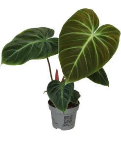 Dehner Raritäten|Grünpflanzen > Baumfreund - Philodendron 'El Choco Red'