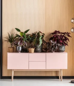 Dehner Grünpflanzen|Monstera & Philodendron - Baumfreund - Philodendron erubescens 'Ruby'