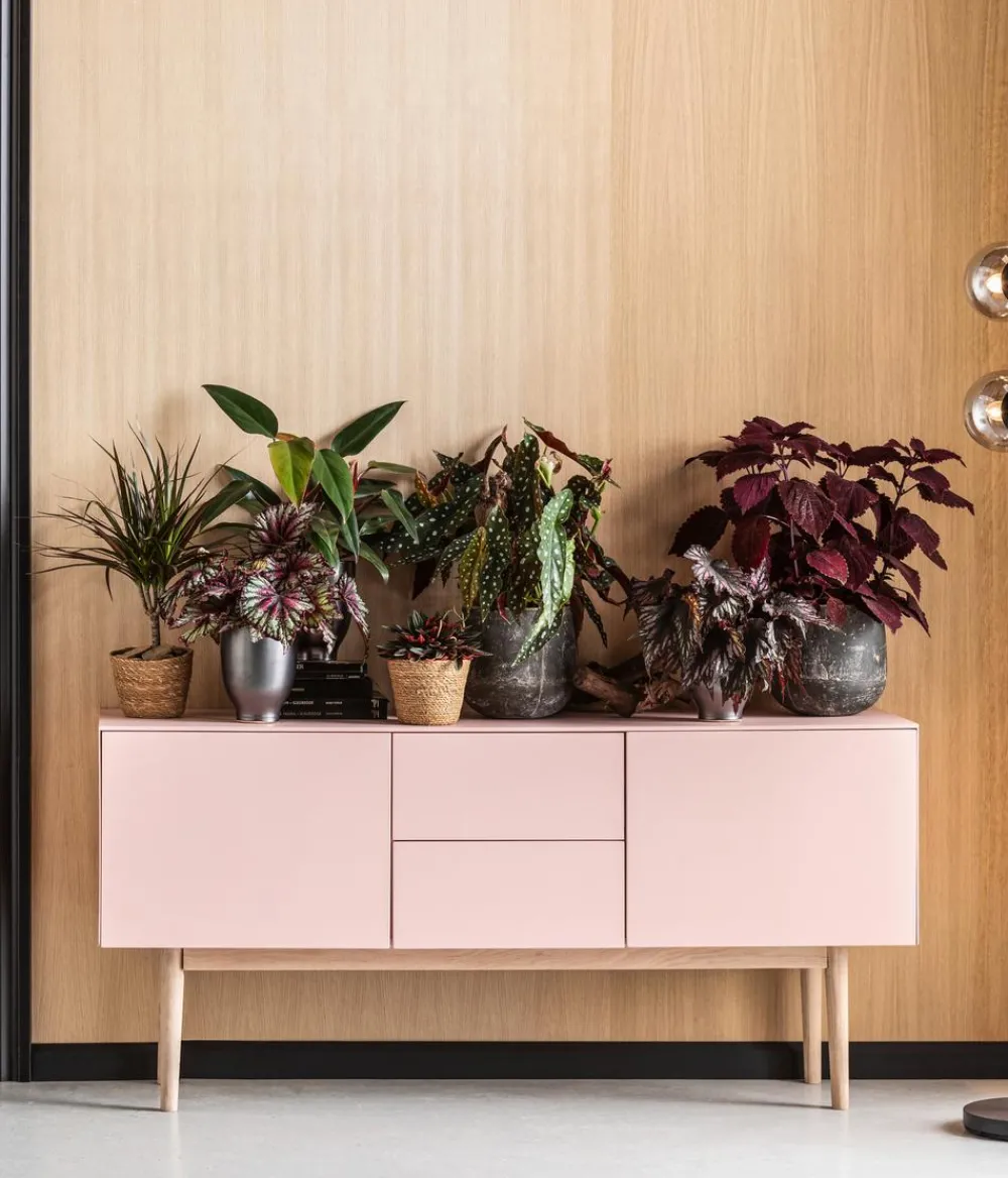 Dehner Grünpflanzen|Monstera & Philodendron - Baumfreund - Philodendron erubescens 'Ruby'