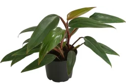 Dehner Grünpflanzen|Monstera & Philodendron - Baumfreund - Philodendron erubescens 'Ruby'