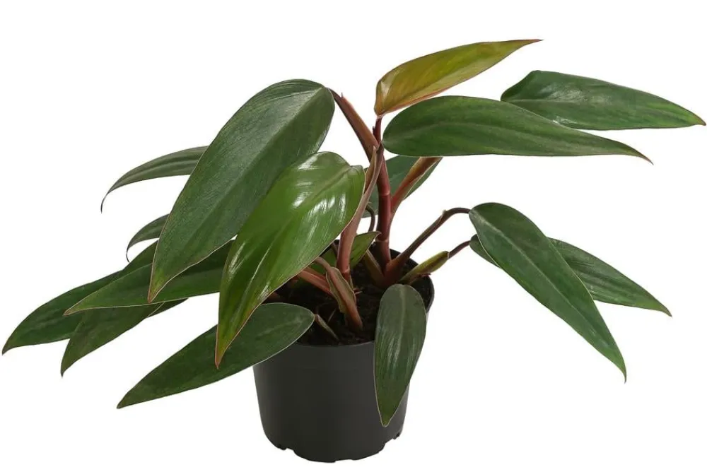 Dehner Grünpflanzen|Monstera & Philodendron - Baumfreund - Philodendron erubescens 'Ruby'