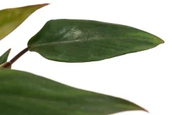 Dehner Grünpflanzen|Monstera & Philodendron - Baumfreund - Philodendron erubescens 'Ruby'