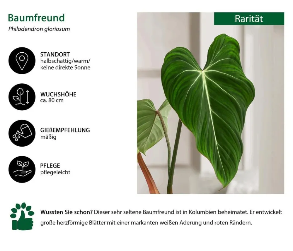 Dehner Raritäten|Grünpflanzen > Baumfreund - Philodendron gloriosum