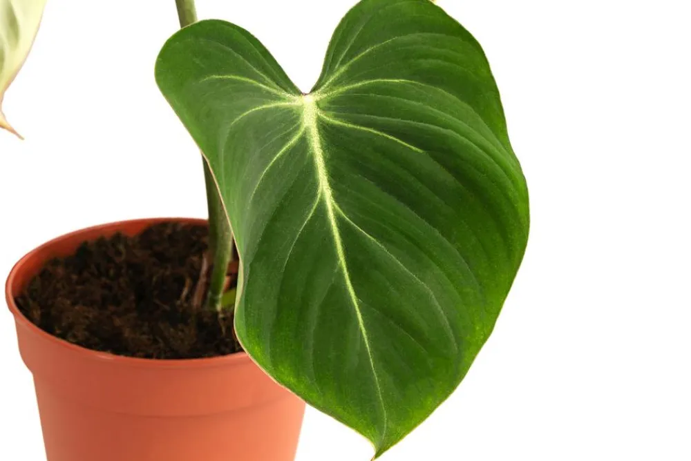 Dehner Raritäten|Grünpflanzen > Baumfreund - Philodendron gloriosum