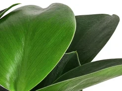 Dehner Grünpflanzen|Monstera & Philodendron - Baumfreund - Philodendron 'Green Princess'