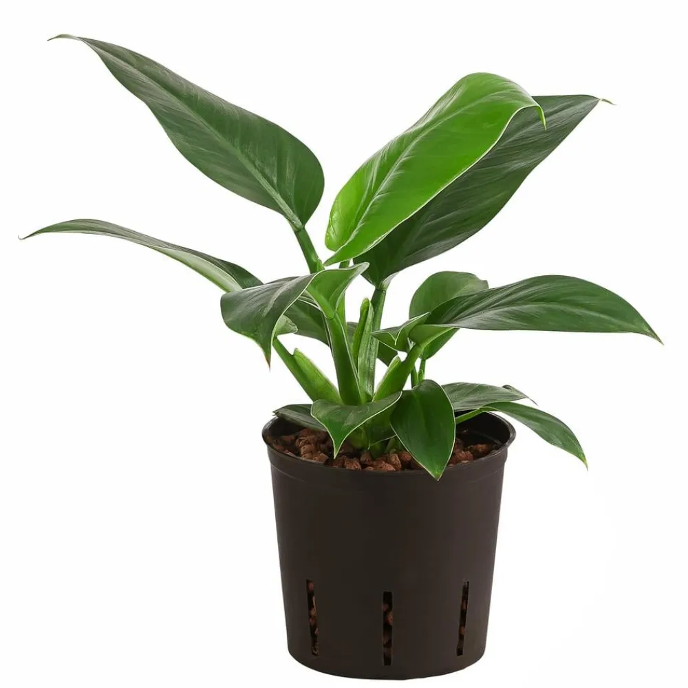 Dehner Hydropflanzen|Grünpflanzen > Baumfreund - Philodendron 'Imperial Green', Hydrokultur