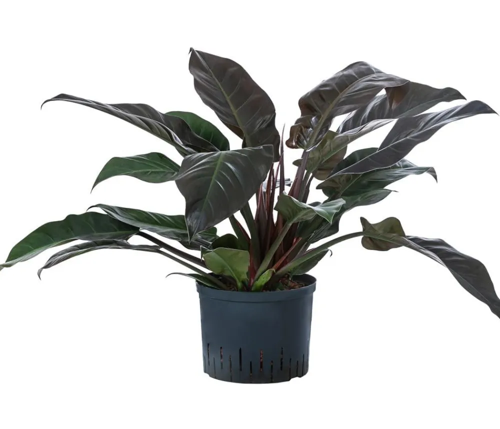 Dehner Baumfreund - Philodendron 'Imperial Red', Hydrokultur Best
