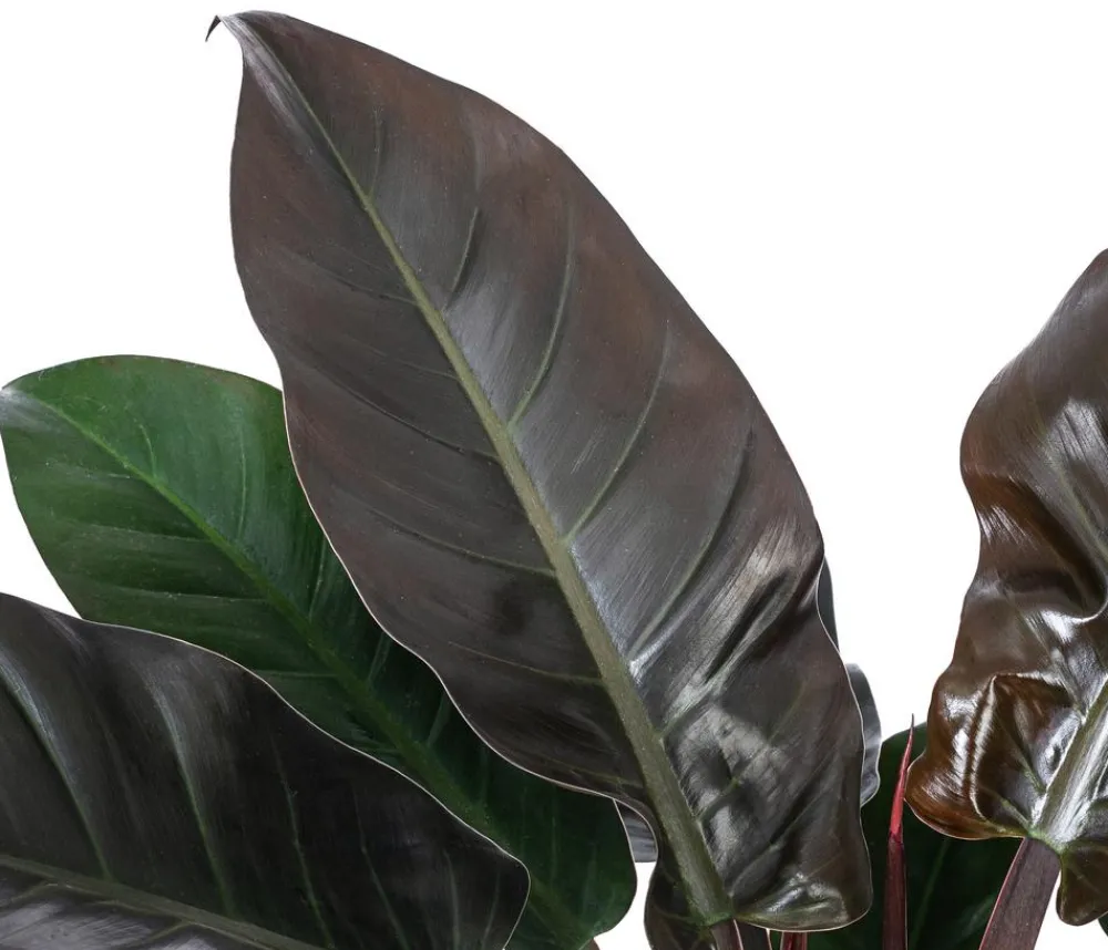 Dehner Baumfreund - Philodendron 'Imperial Red', Hydrokultur Best
