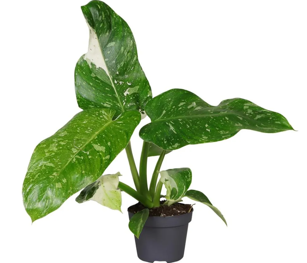 Dehner Raritäten|Grünpflanzen > Baumfreund - Philodendron 'Jose Buono'