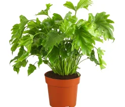 Dehner Grünpflanzen|Monstera & Philodendron - Baumfreund - Philodendron 'Little Hope' Hellgrün