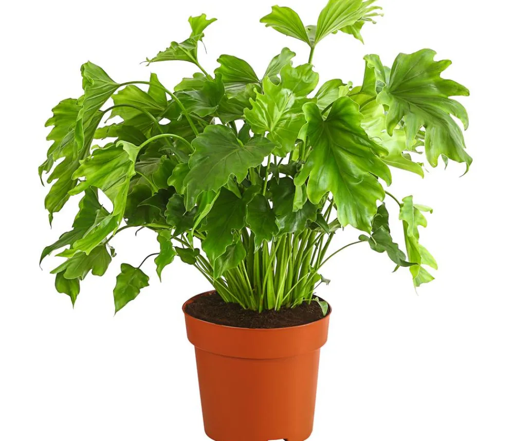 Dehner Grünpflanzen|Monstera & Philodendron - Baumfreund - Philodendron 'Little Hope' Hellgrün