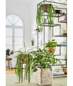 Dehner Grünpflanzen|Monstera & Philodendron - Baumfreund - Philodendron 'Little Hope' Hellgrün