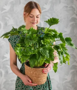 Dehner Grünpflanzen|Monstera & Philodendron - Baumfreund - Philodendron 'Little Hope' Hellgrün