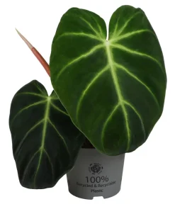 Dehner Raritäten|Einblatt & Flamingoblumen - Baumfreund - Philodendron luxurians