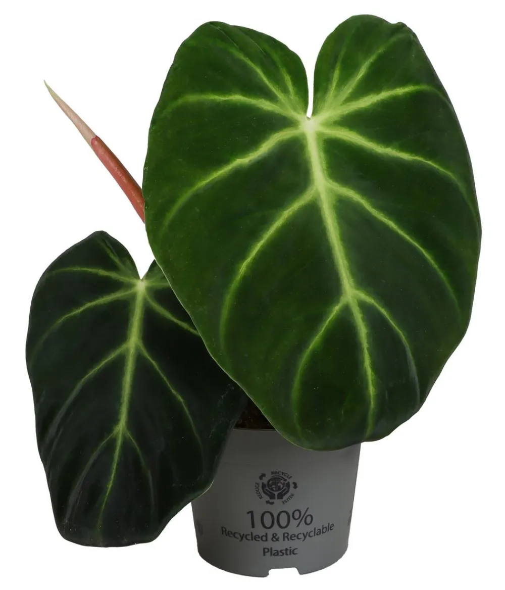 Dehner Raritäten|Einblatt & Flamingoblumen - Baumfreund - Philodendron luxurians