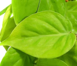 Dehner Grünpflanzen > Baumfreund - Philodendron micans 'Lime' am Kratistestab