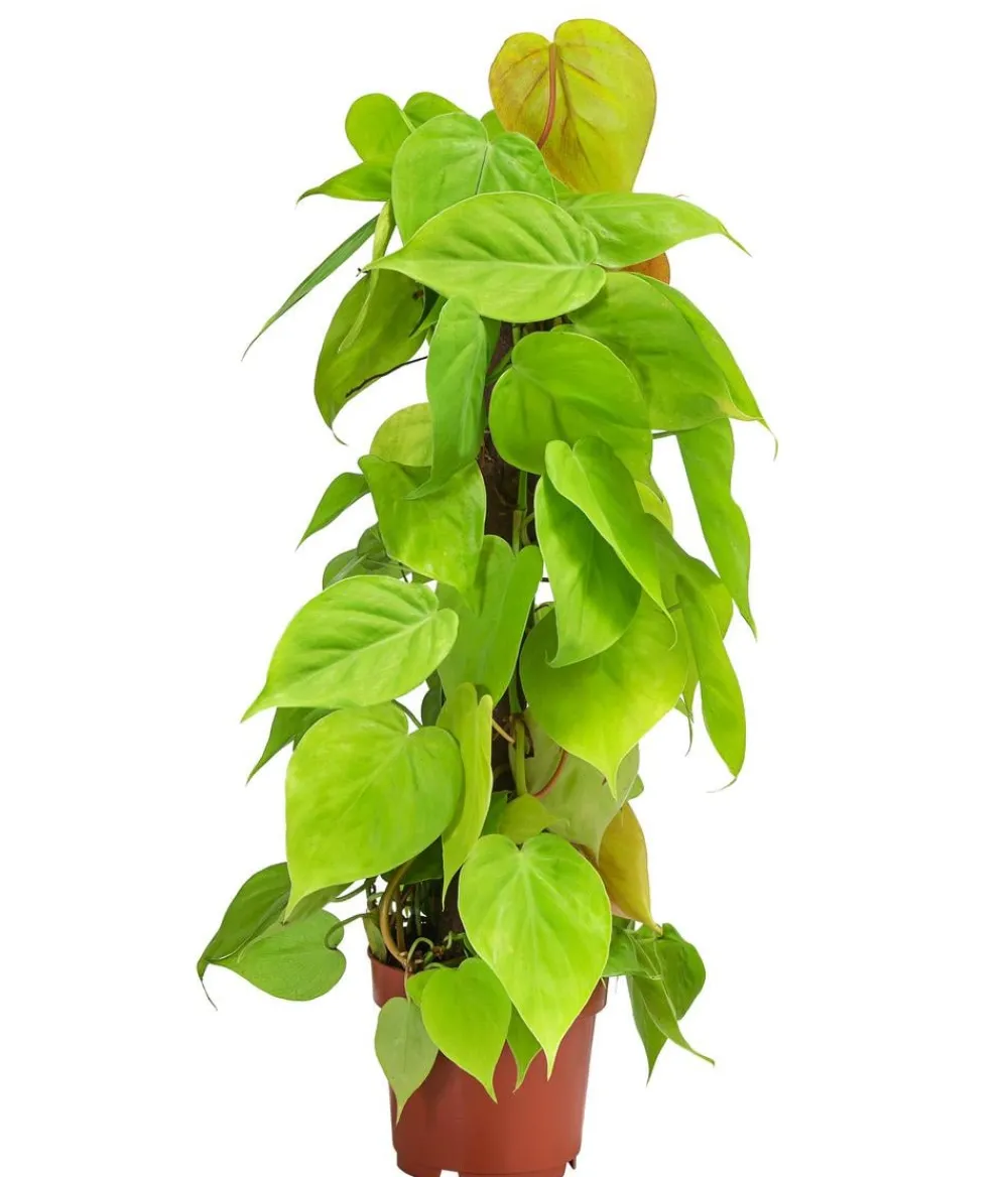 Dehner Grünpflanzen > Baumfreund - Philodendron micans 'Lime' am Kratistestab