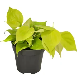 Dehner Hängepflanzen|Grünpflanzen > Baumfreund - Philodendron micans 'Lime'