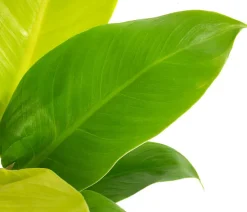 Dehner Grünpflanzen|Monstera & Philodendron > Baumfreund - Philodendron 'Moonlight'