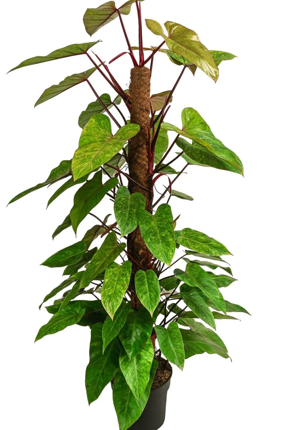 Dehner Baumfreund - Philodendron 'Painted Lady' Best