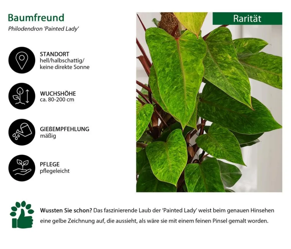 Dehner Baumfreund - Philodendron 'Painted Lady' Best