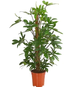 Dehner Grünpflanzen|Monstera & Philodendron > Baumfreund - Philodendron pedatum