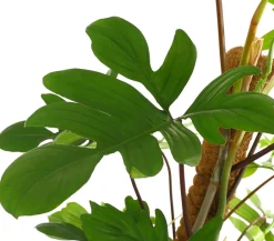 Dehner Grünpflanzen|Monstera & Philodendron > Baumfreund - Philodendron pedatum