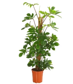 Dehner Grünpflanzen|Monstera & Philodendron > Baumfreund - Philodendron pedatum