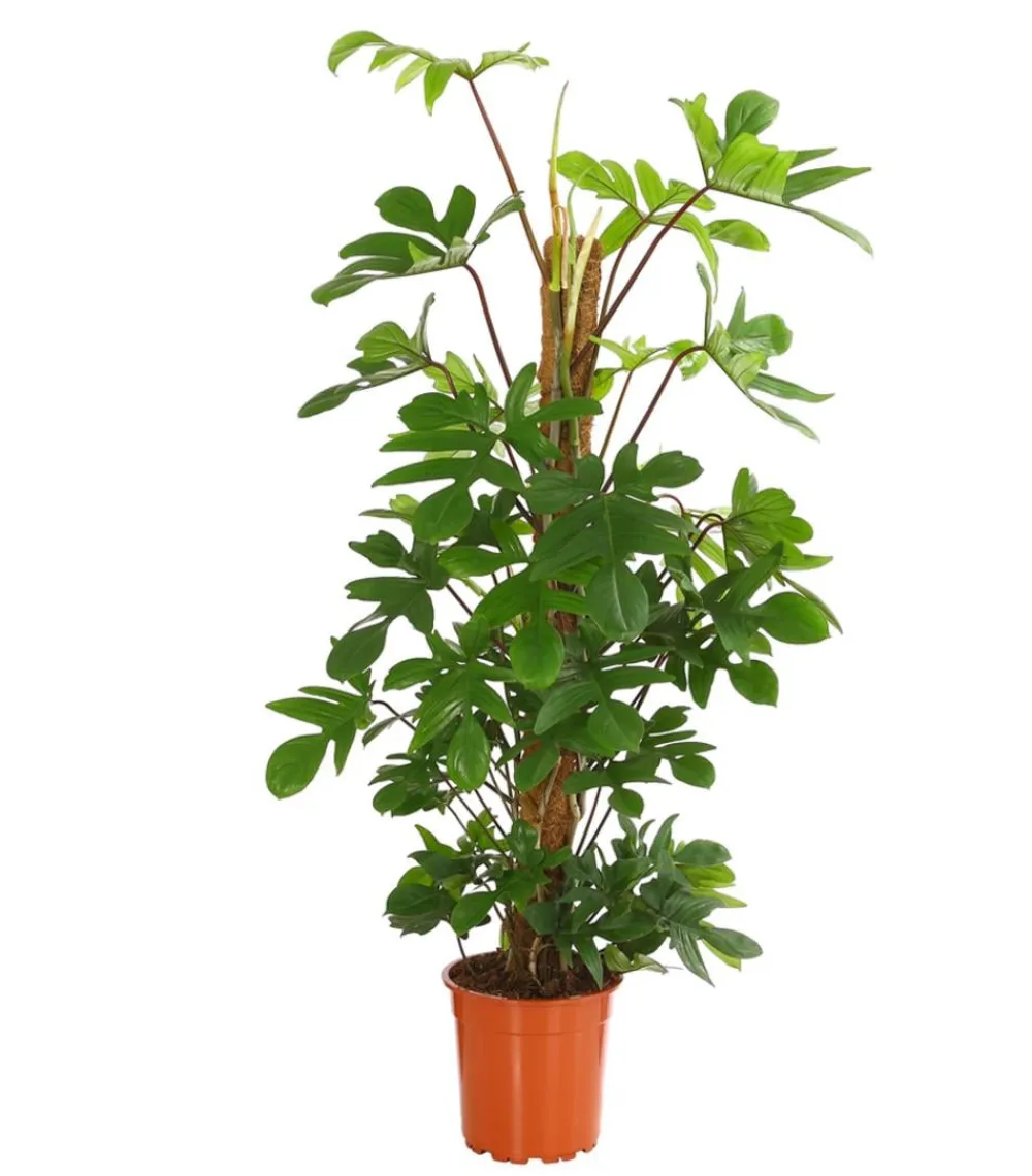 Dehner Grünpflanzen|Monstera & Philodendron > Baumfreund - Philodendron pedatum