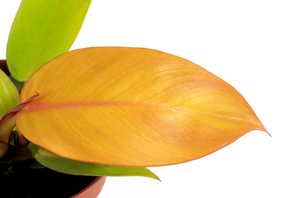 Dehner Raritäten|Grünpflanzen - Baumfreund - Philodendron 'Prince of '