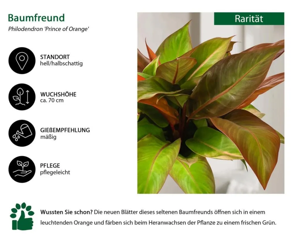 Dehner Raritäten|Grünpflanzen - Baumfreund - Philodendron 'Prince of '