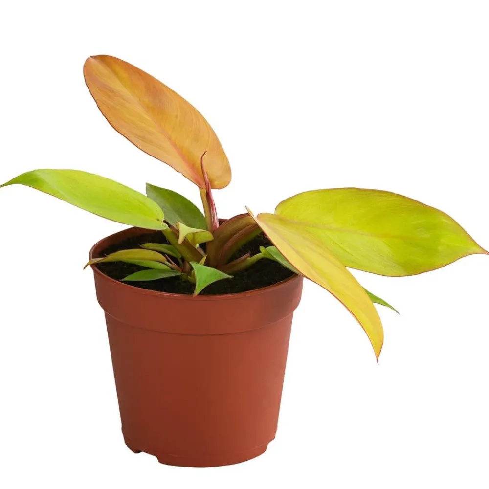 Dehner Raritäten|Grünpflanzen - Baumfreund - Philodendron 'Prince of '