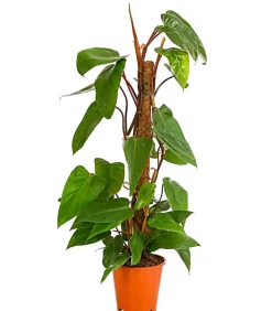 Dehner Grünpflanzen|Monstera & Philodendron > Baumfreund - Philodendron 'Red Emerald'