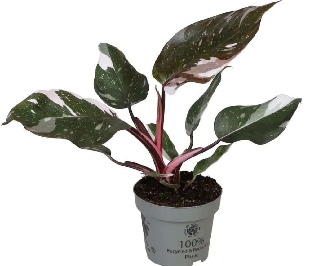 Dehner Raritäten|Grünpflanzen - Baumfreund - Philodendron 'Red Anderson'