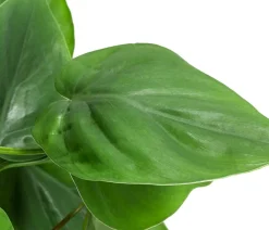 Dehner Baumfreund - Philodendron scandens am Kratistestab Grün Hot