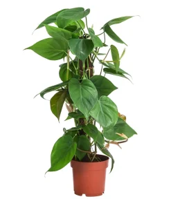 Dehner Baumfreund - Philodendron scandens am Kratistestab Grün Hot
