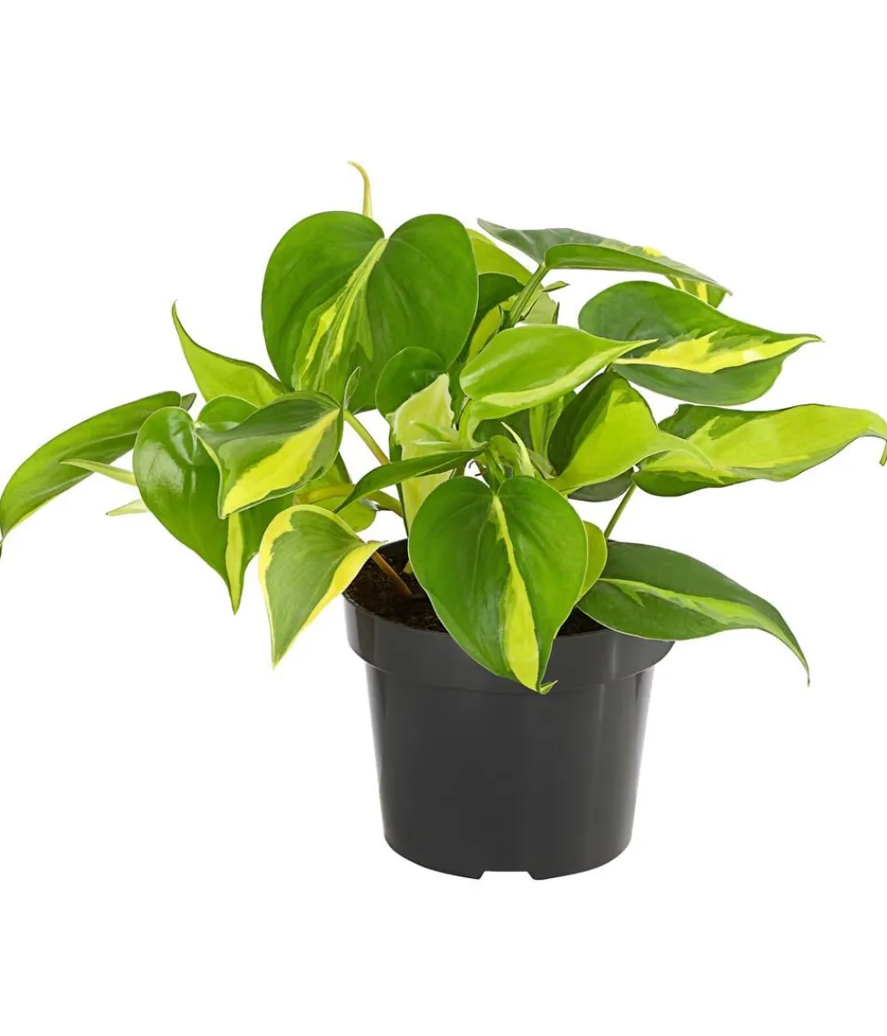 Dehner Grünpflanzen|Monstera & Philodendron - Baumfreund - Philodendron scandens 'Brasil'