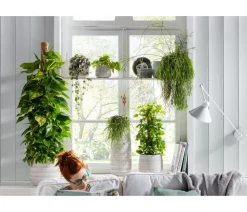Dehner Grünpflanzen|Monstera & Philodendron - Baumfreund - Philodendron scandens 'Brasil'