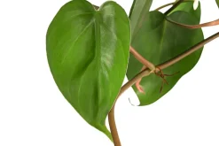 Dehner Hydropflanzen > Baumfreund - Philodendron scandens, Hydrokultur