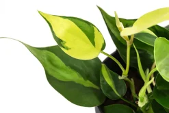Dehner Hydropflanzen > Baumfreund - Philodendron scandens, Hydrokultur