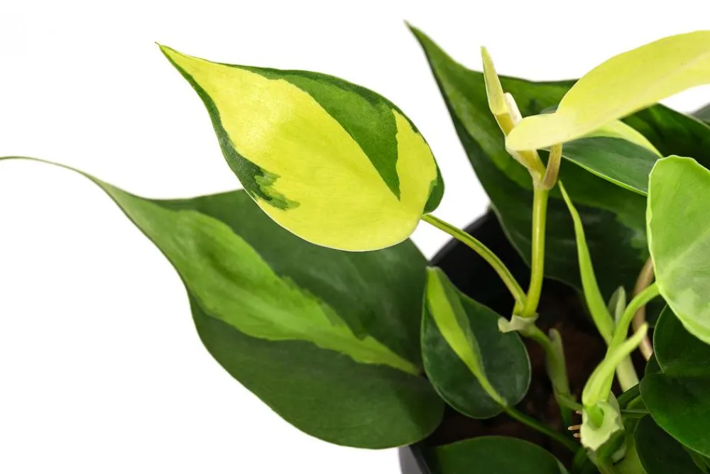 Dehner Hydropflanzen > Baumfreund - Philodendron scandens, Hydrokultur