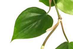 Dehner Baumfreund - Philodendron scandens, Hydrokultur Dunkelgrün