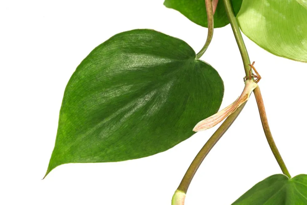 Dehner Baumfreund - Philodendron scandens, Hydrokultur Dunkelgrün