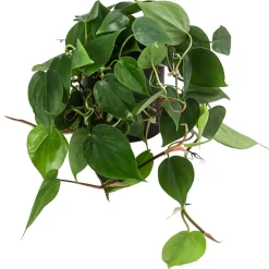 Dehner Baumfreund - Philodendron scandens, Hydrokultur Dunkelgrün