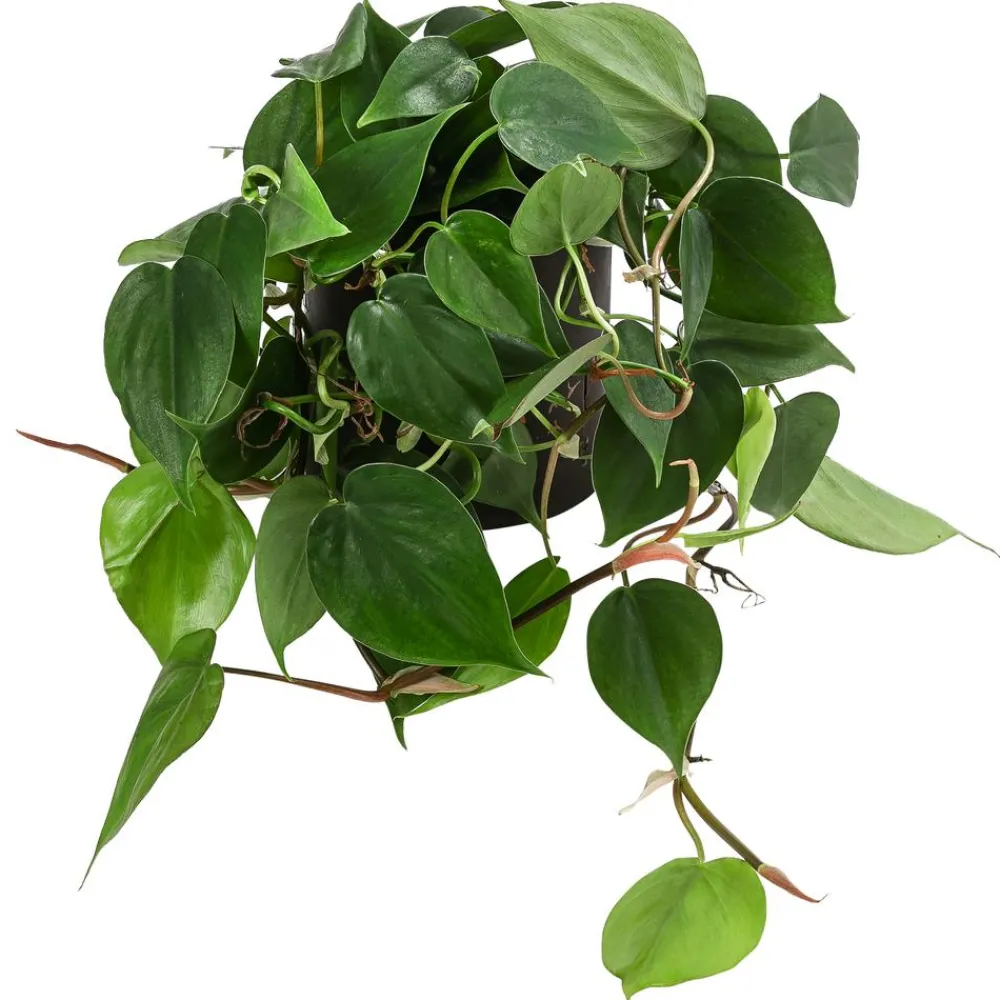 Dehner Baumfreund - Philodendron scandens, Hydrokultur Dunkelgrün